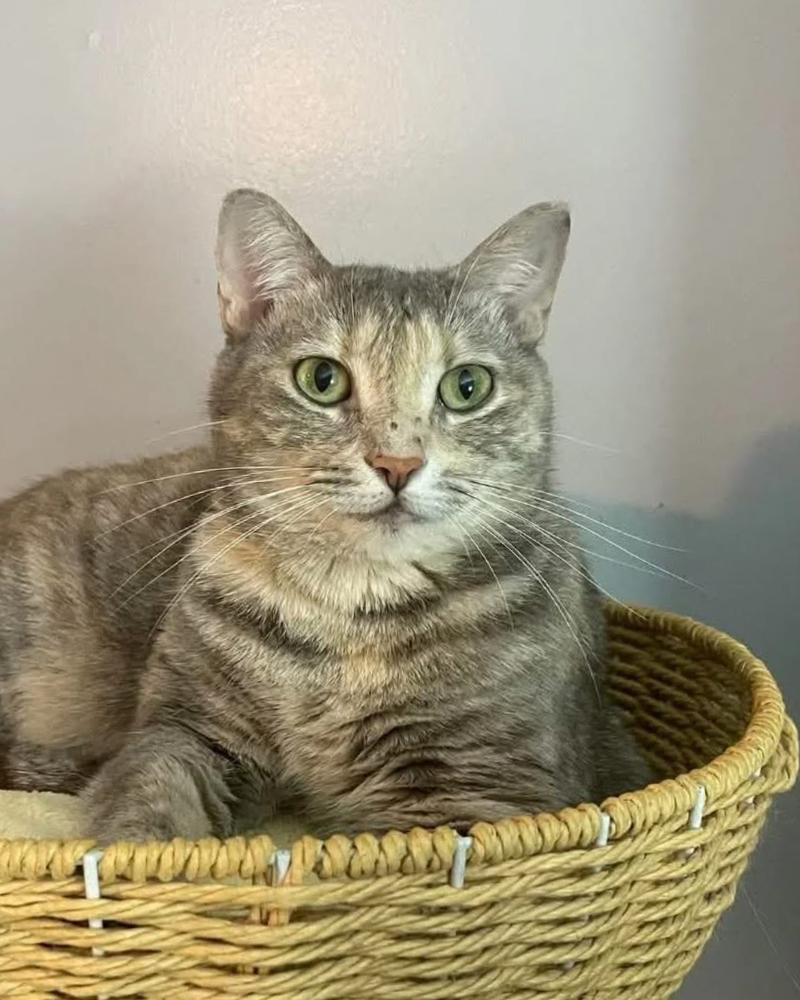 Enlarge TILLY, a Adoptable mixed breed in Burlington, NC image 4/5