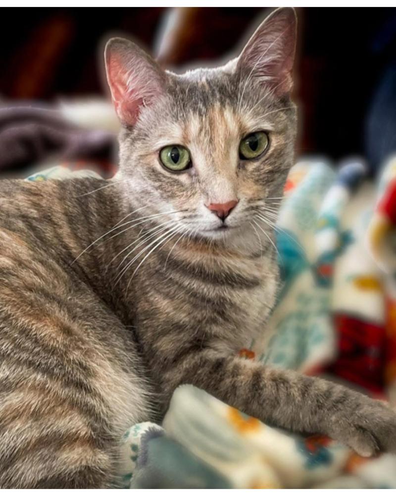 Enlarge TILLY, a Adoptable mixed breed in Burlington, NC image 5/5