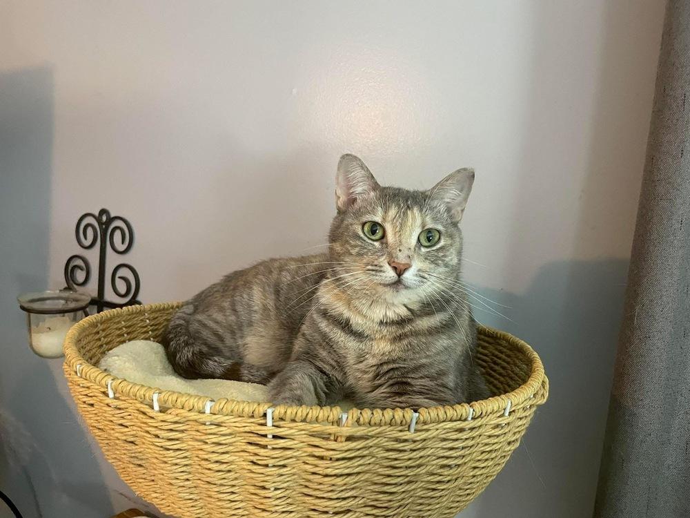 Enlarge TILLY, a Adoptable mixed breed in Burlington, NC image 5/6