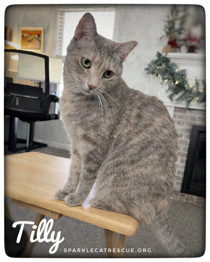 Enlarge TILLY, a Adoptable mixed breed in Burlington, NC image 6/6