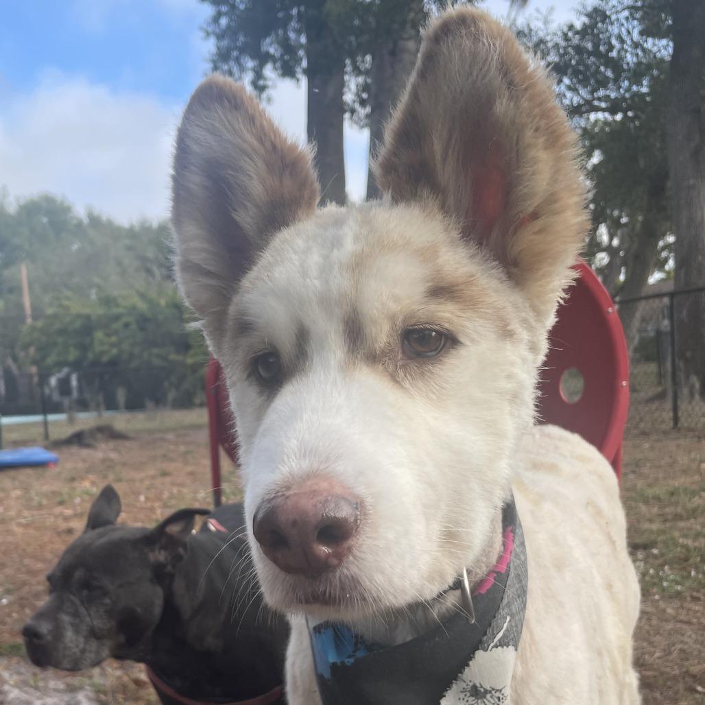Enlarge Chance, a Adoptable Alaskan Malamute in Sarasota, FL image 1/3