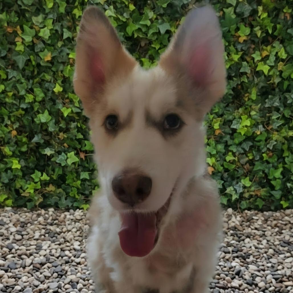 Enlarge Chance, a Adoptable mixed breed in Sarasota, FL image 3/5