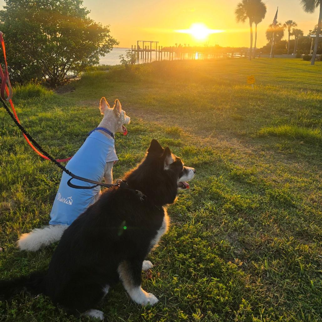 Chance, a Adoptable Alaskan Malamute in Sarasota, FL image 2/4