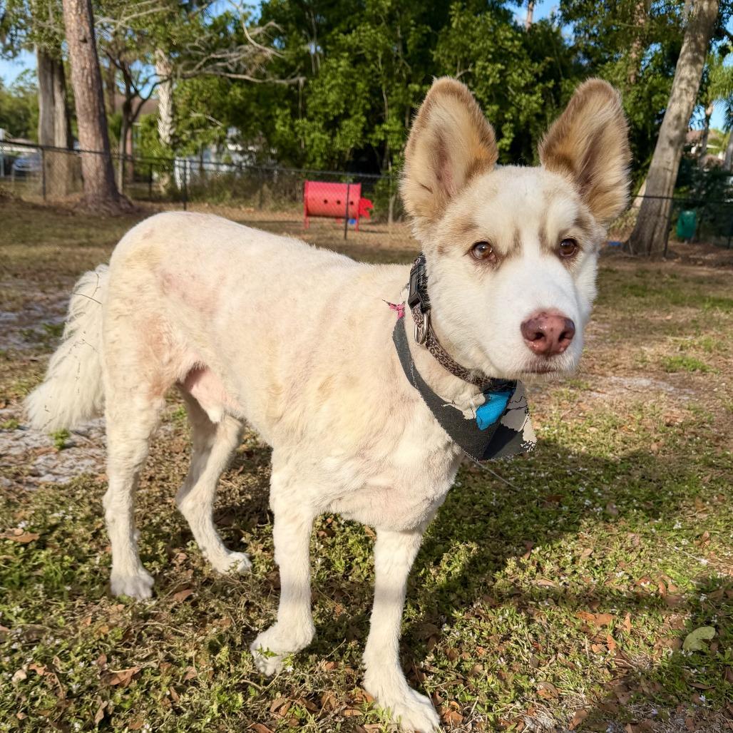 Enlarge Chance, a Adoptable Alaskan Malamute in Sarasota, FL image 2/3