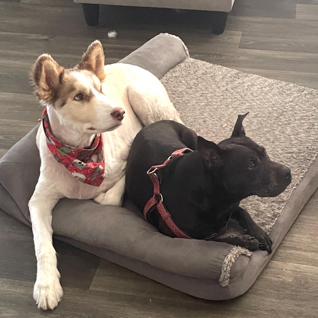 Enlarge Chance, a Adoptable Alaskan Malamute in Sarasota, FL image 3/3