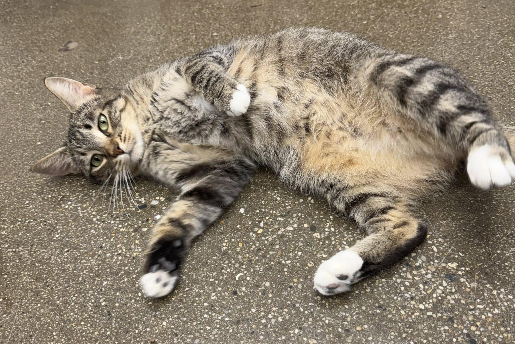 Enlarge Pumira, a ADOPTABLE Domestic Short Hair in Manhattan Beach, CA image 5/5