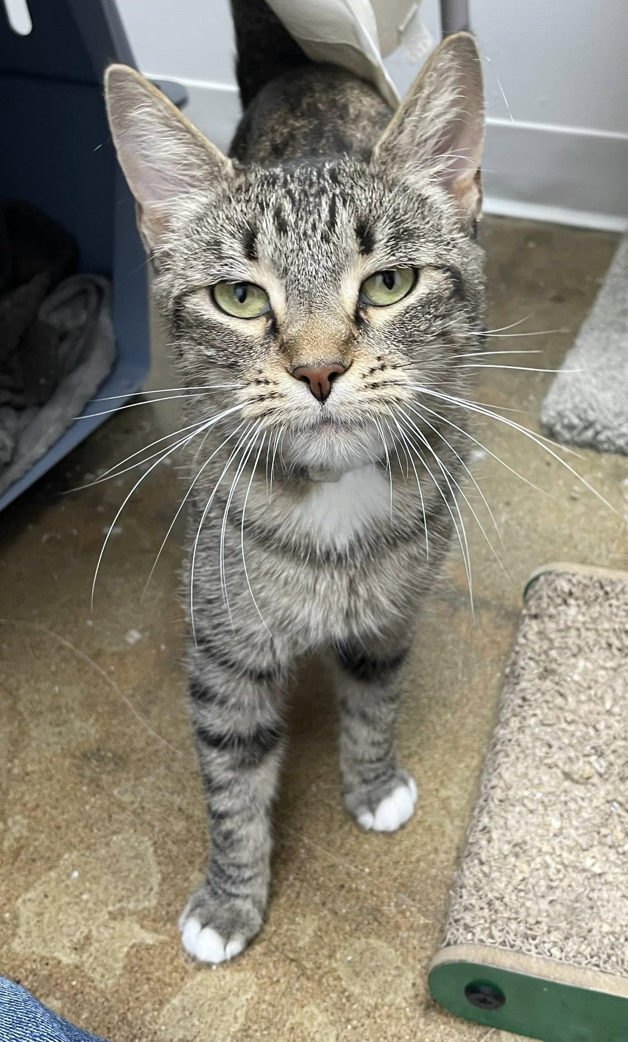 Enlarge Pumira, a ADOPTABLE Domestic Short Hair in Manhattan Beach, CA image 4/5