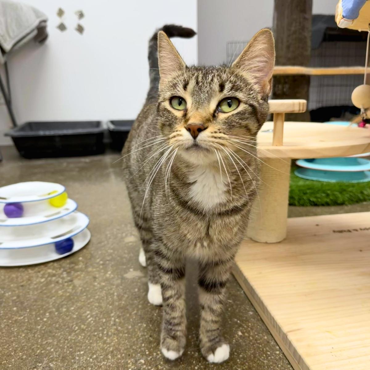 Pumira, a ADOPTABLE Domestic Short Hair in Manhattan Beach, CA image 2/5