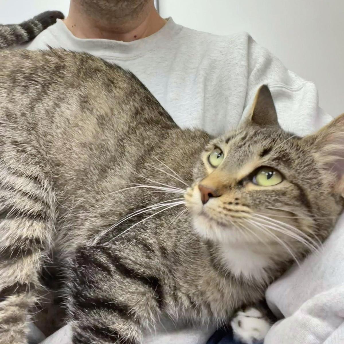 Pumira, a ADOPTABLE Domestic Short Hair in Manhattan Beach, CA image 3/5