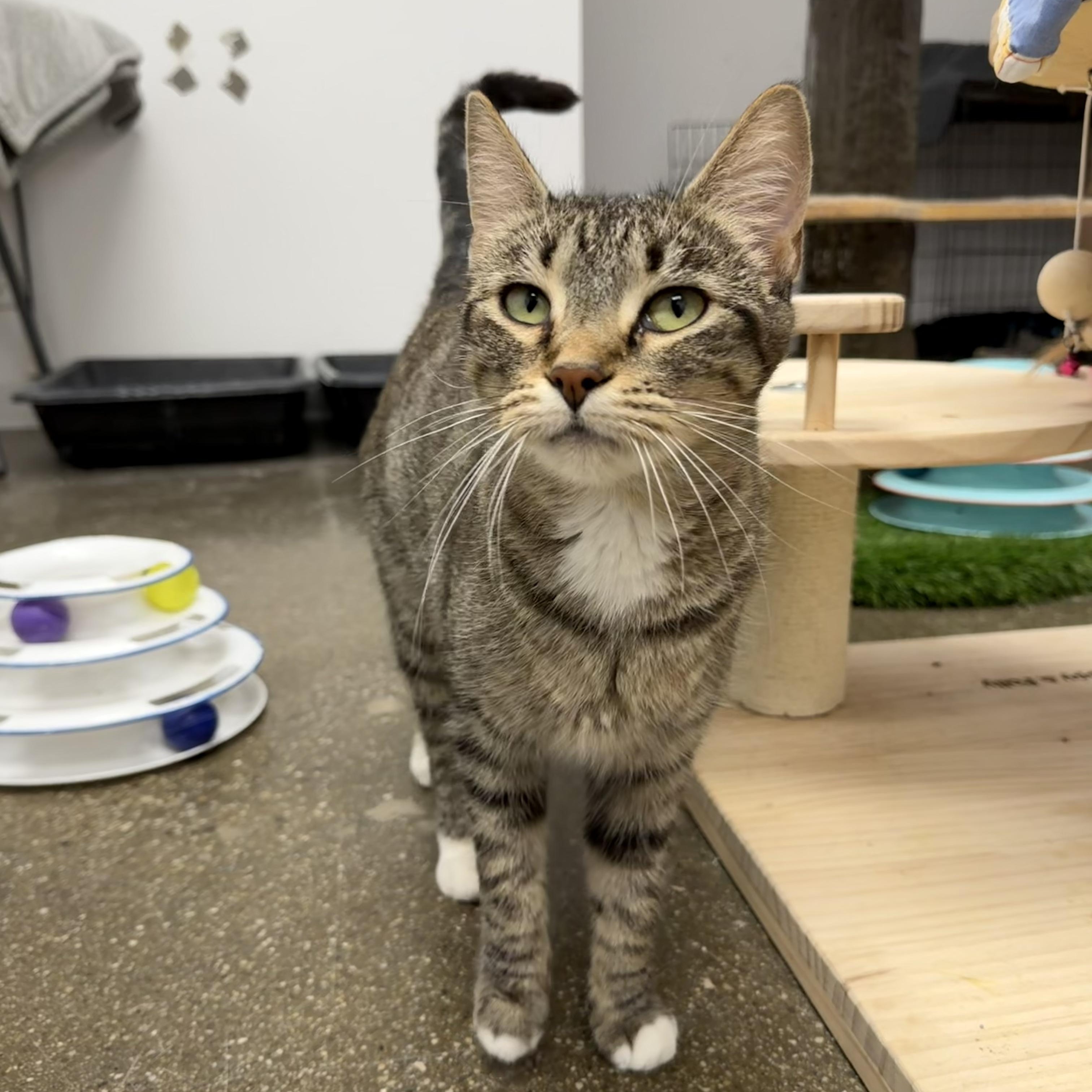 Enlarge Pumira, a ADOPTABLE Domestic Short Hair in Manhattan Beach, CA image 1/5