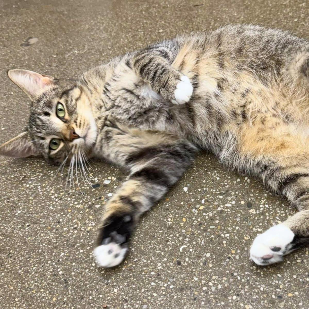Pumira, a ADOPTABLE Domestic Short Hair in Manhattan Beach, CA image 4/5
