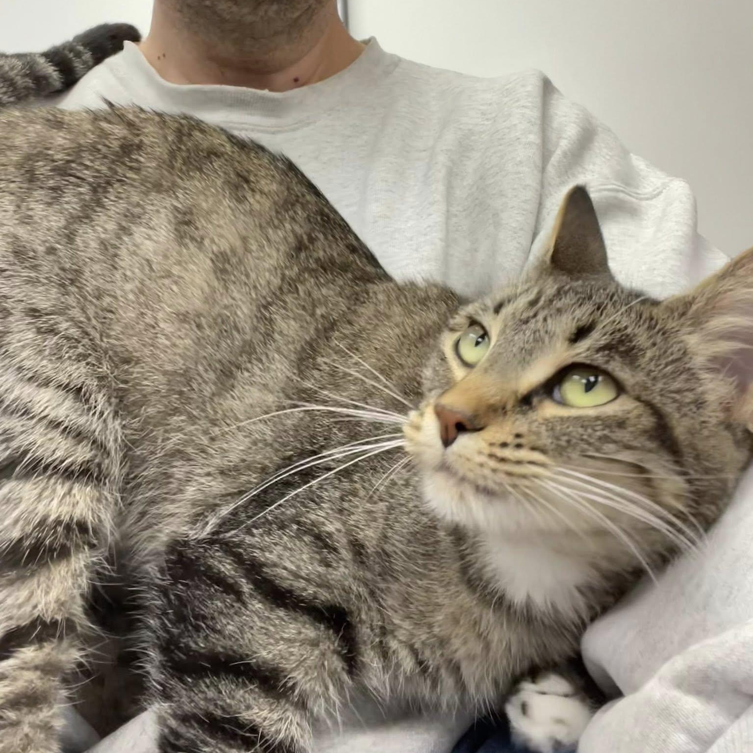 Enlarge Pumira, a ADOPTABLE Domestic Short Hair in Manhattan Beach, CA image 3/5