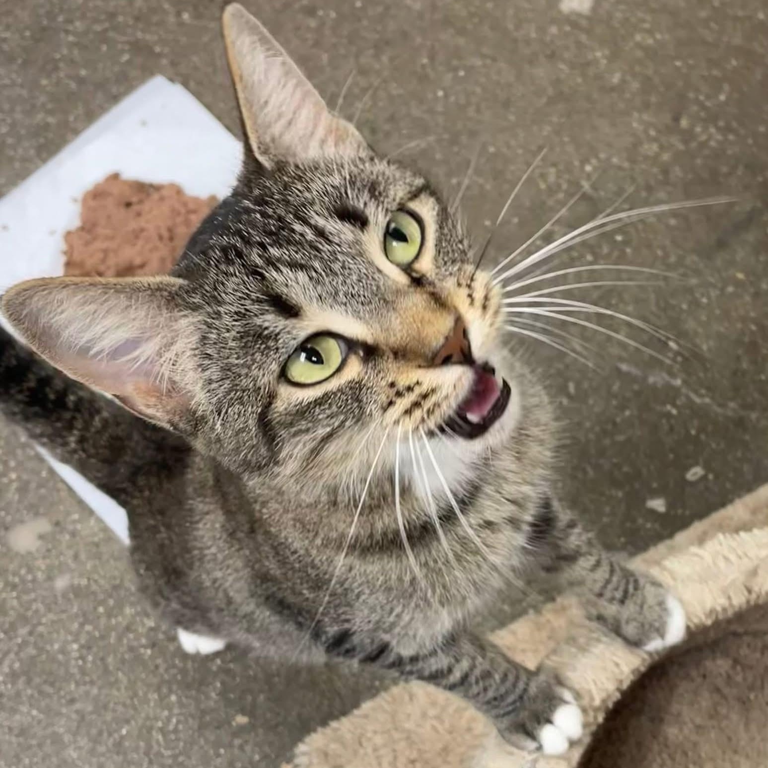 Pumira, ADOPTABLE, Adult Female Domestic Short Hair.