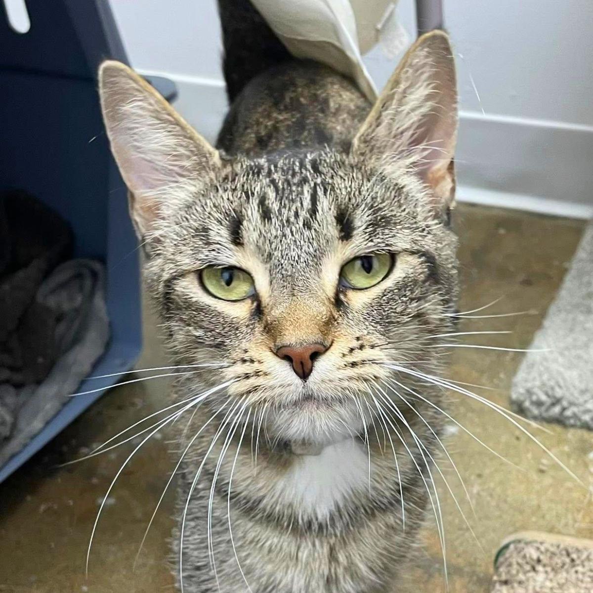 Pumira, a ADOPTABLE Domestic Short Hair in Manhattan Beach, CA image 5/5