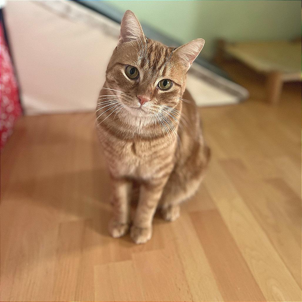 Hobi — thumbnail 2