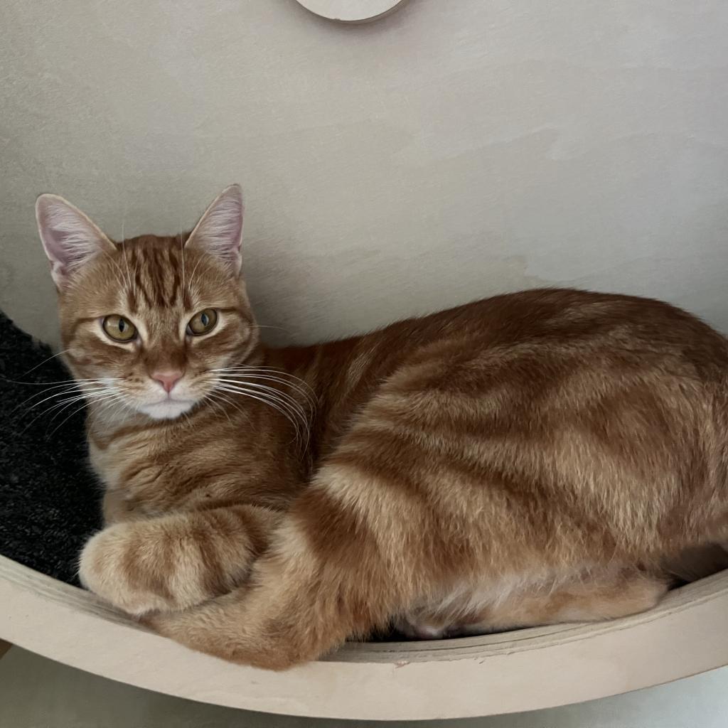 Hobi — thumbnail 3