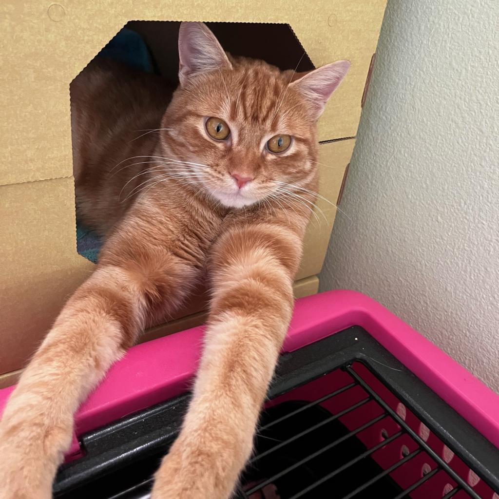 Hobi — thumbnail 4