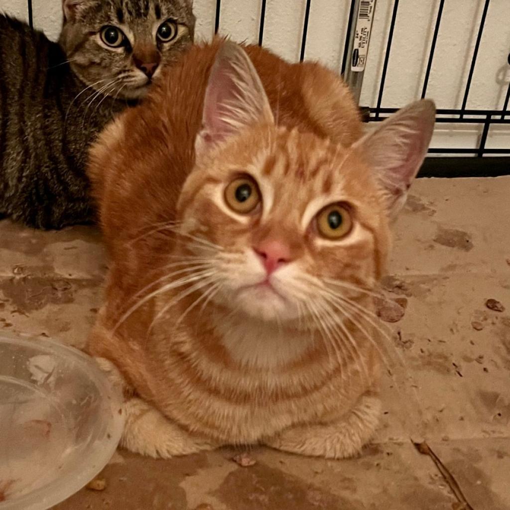 Hobi — thumbnail 5