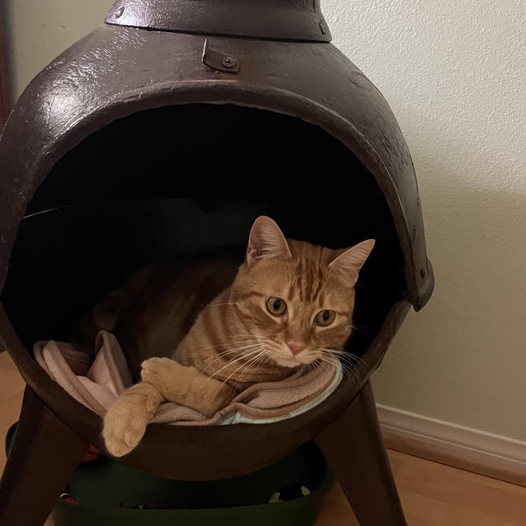 Hobi — thumbnail 6