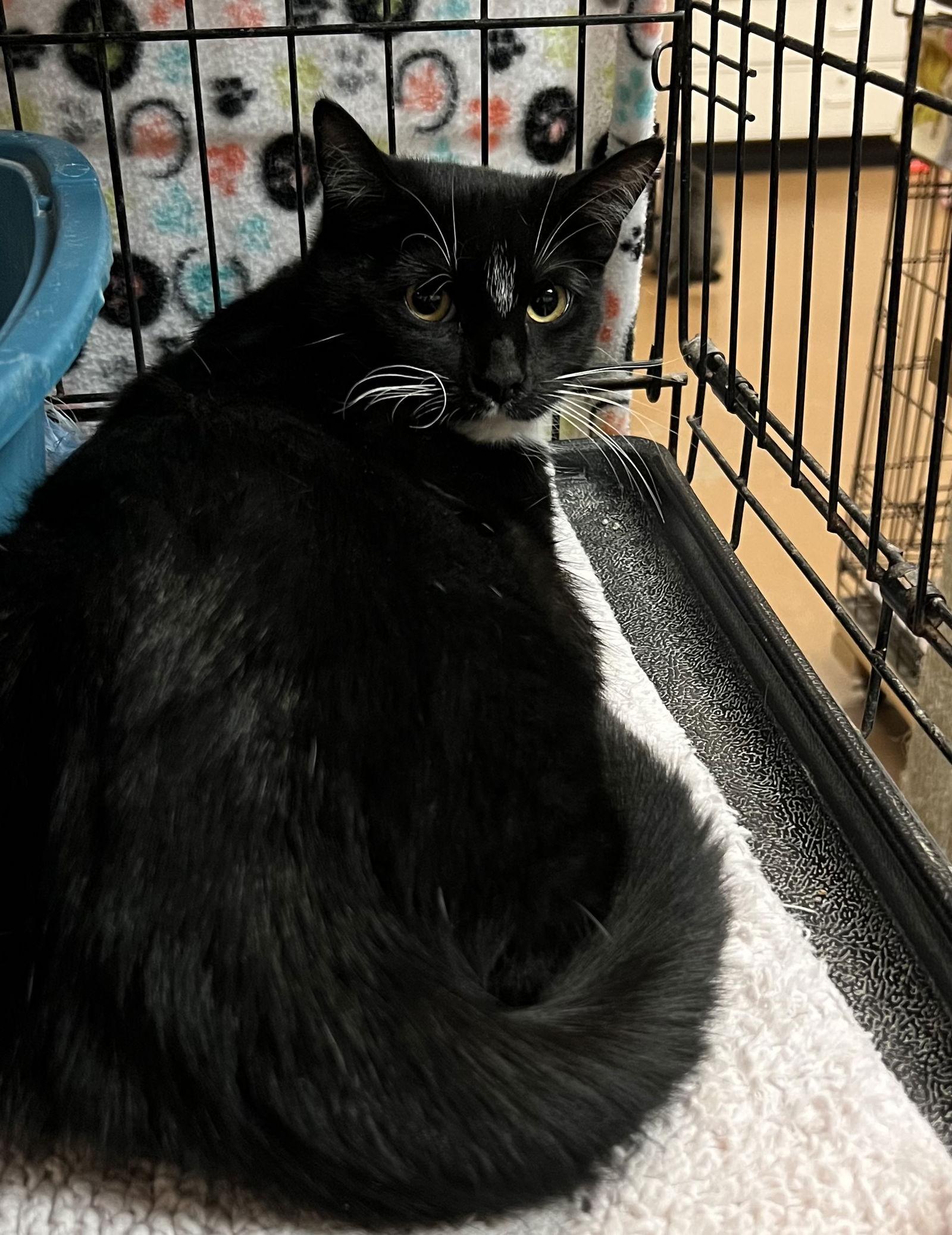 Olive, Adopted, Young Female Domestic Short Hair.