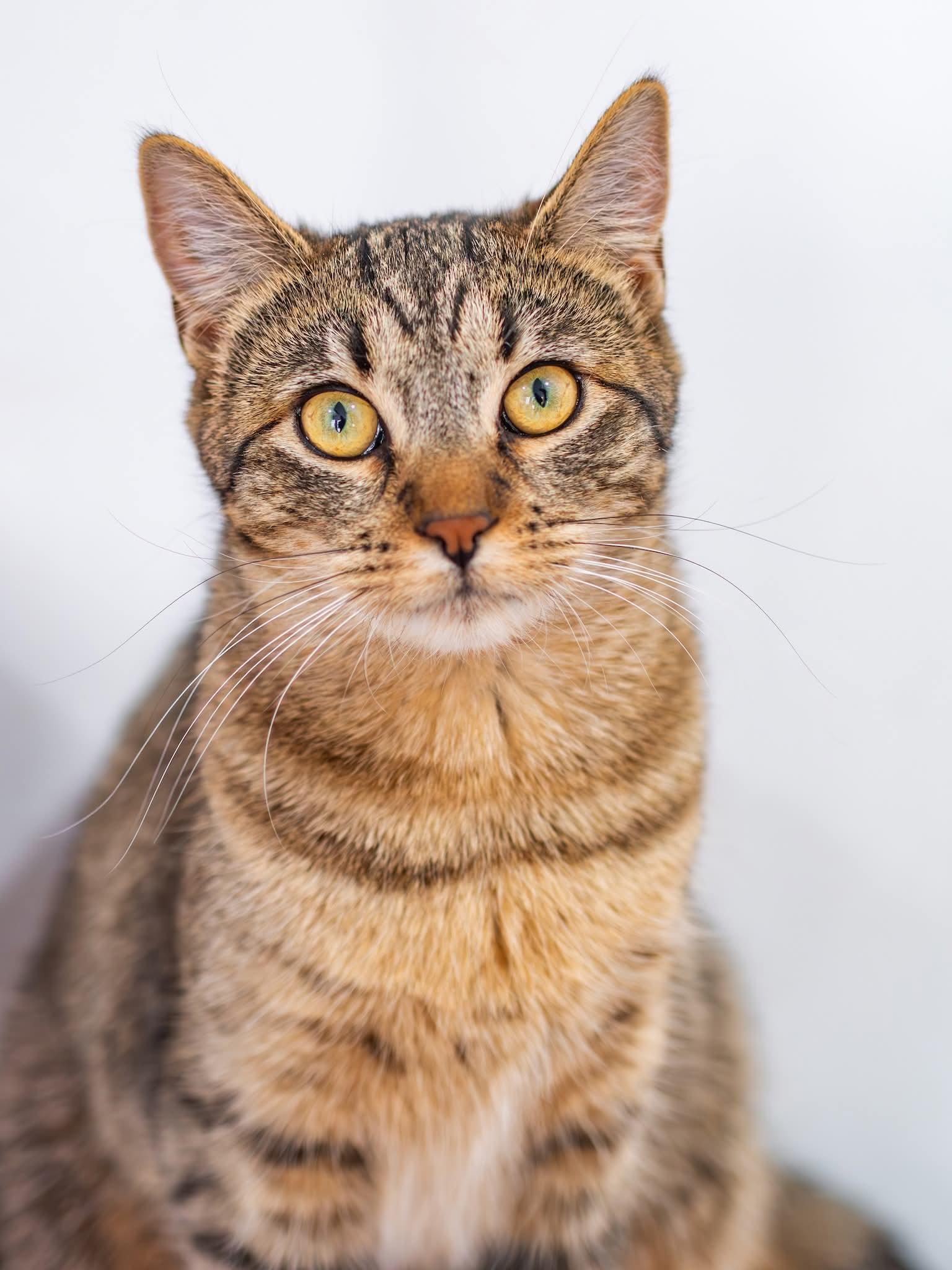 Enlarge Mazy, a ADOPTABLE Domestic Long Hair in Globe, AZ image 1/1