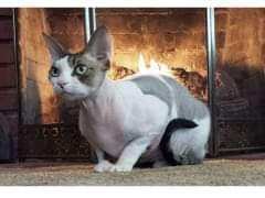 Furball, Adopted, Senior Female Sphynx / Hairless Cat.