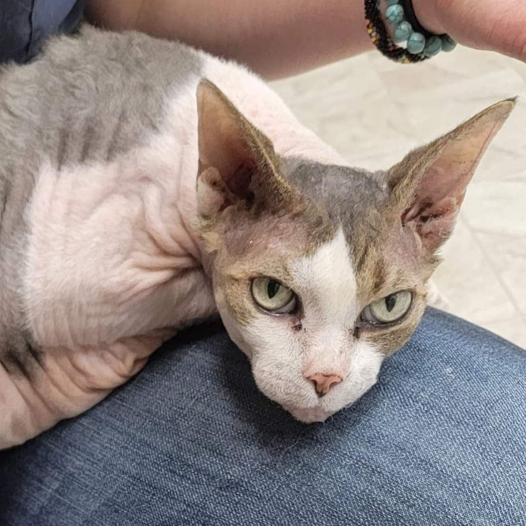 Enlarge Furball, a Adopted Sphynx / Hairless Cat in Trenton, MO image 2/6