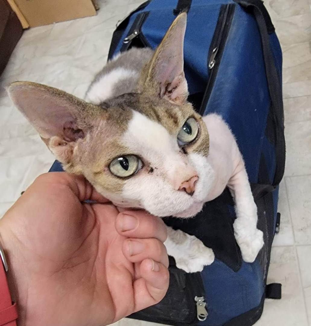 Enlarge Furball, a Adopted Sphynx / Hairless Cat in Trenton, MO image 3/6