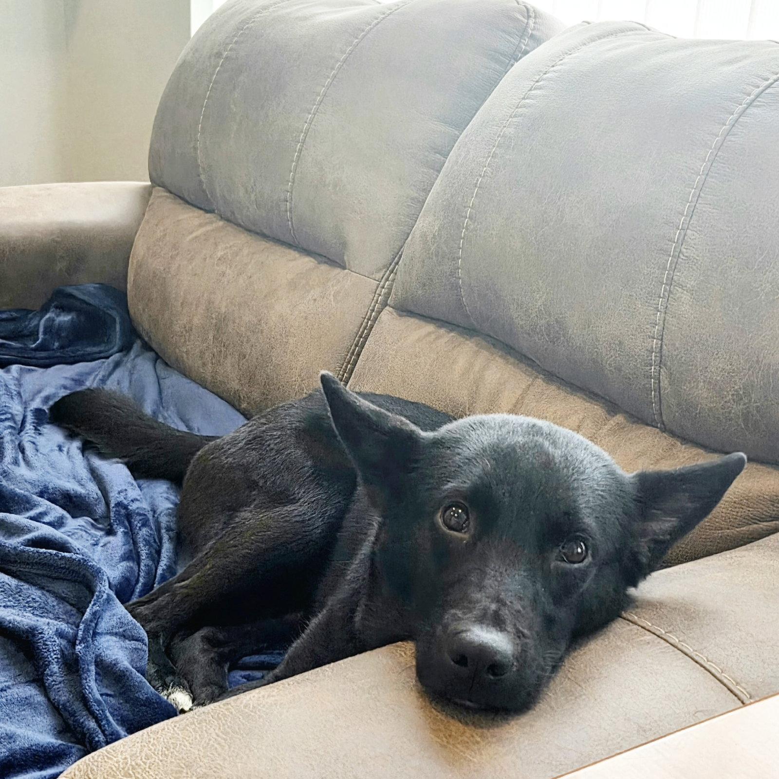 Enlarge Fable, a Adoptable Border Collie in Fargo, ND image 1/3