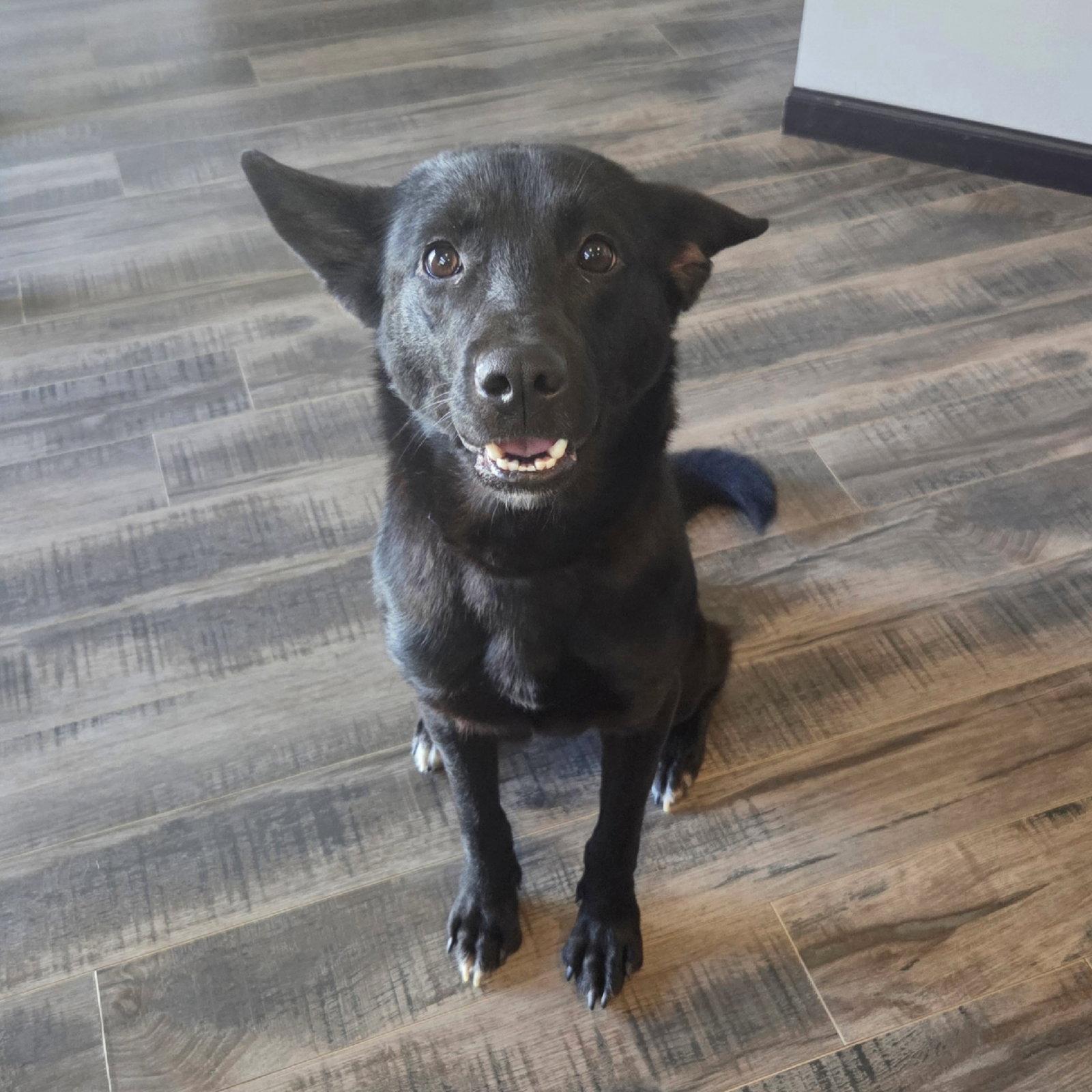 Enlarge Fable, a Adoptable Border Collie in Fargo, ND image 2/3