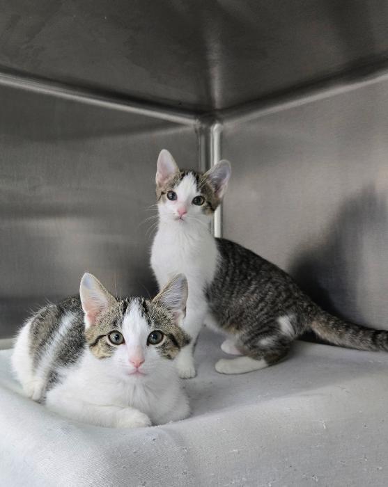 Enlarge Buff and Jodie BONDED SIBLINGS, a ADOPTABLE Domestic Short Hair in Mount Vernon, OH image 1/1