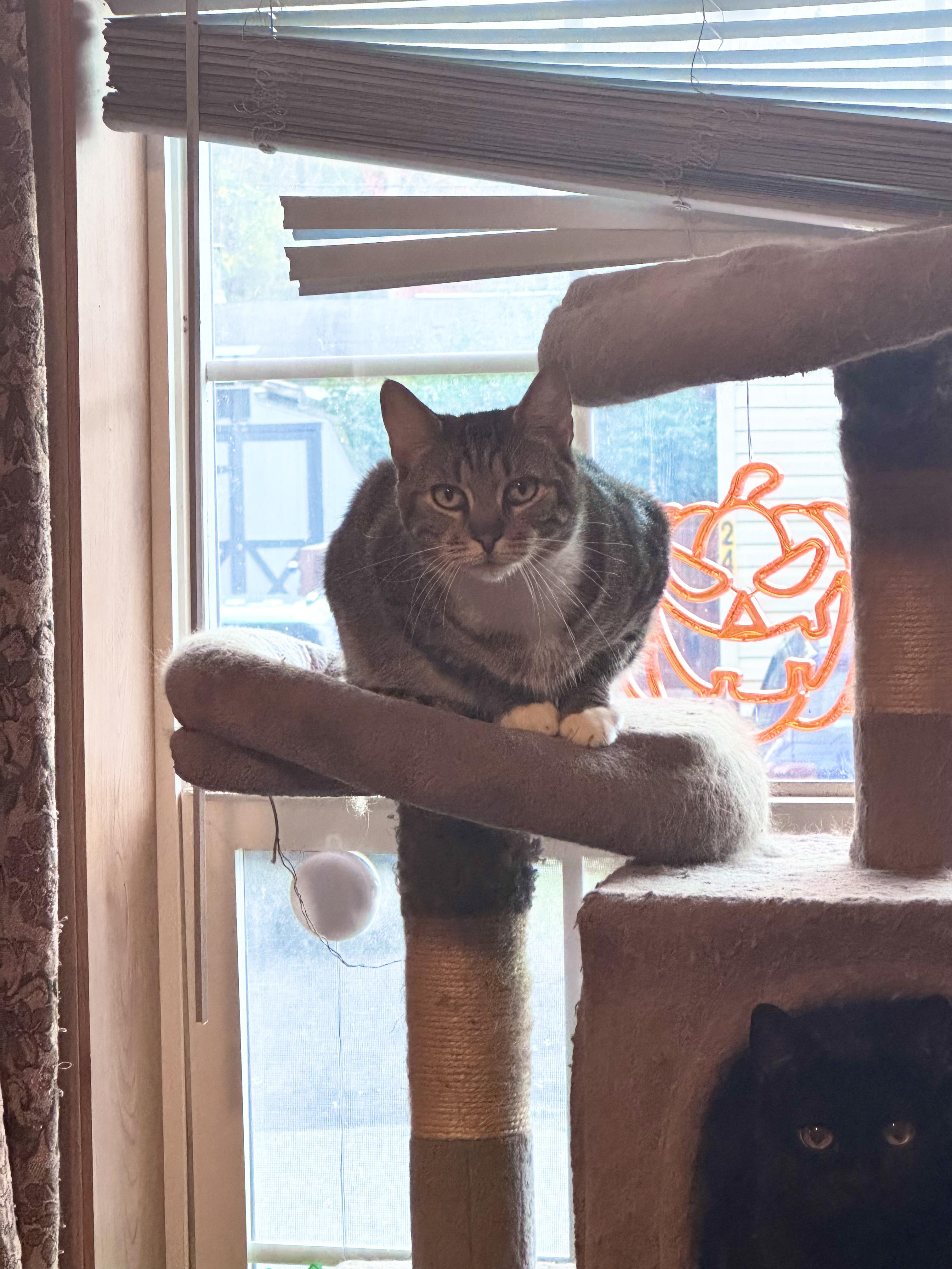 Enlarge Ginger, a ADOPTABLE American Shorthair in Salisbury Mills, NY image 2/3