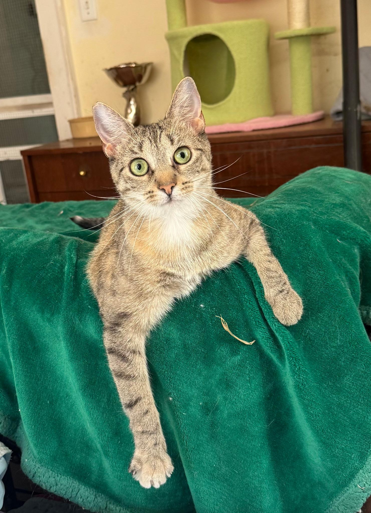 Ginger, ADOPTABLE, Adult Female American Shorthair.