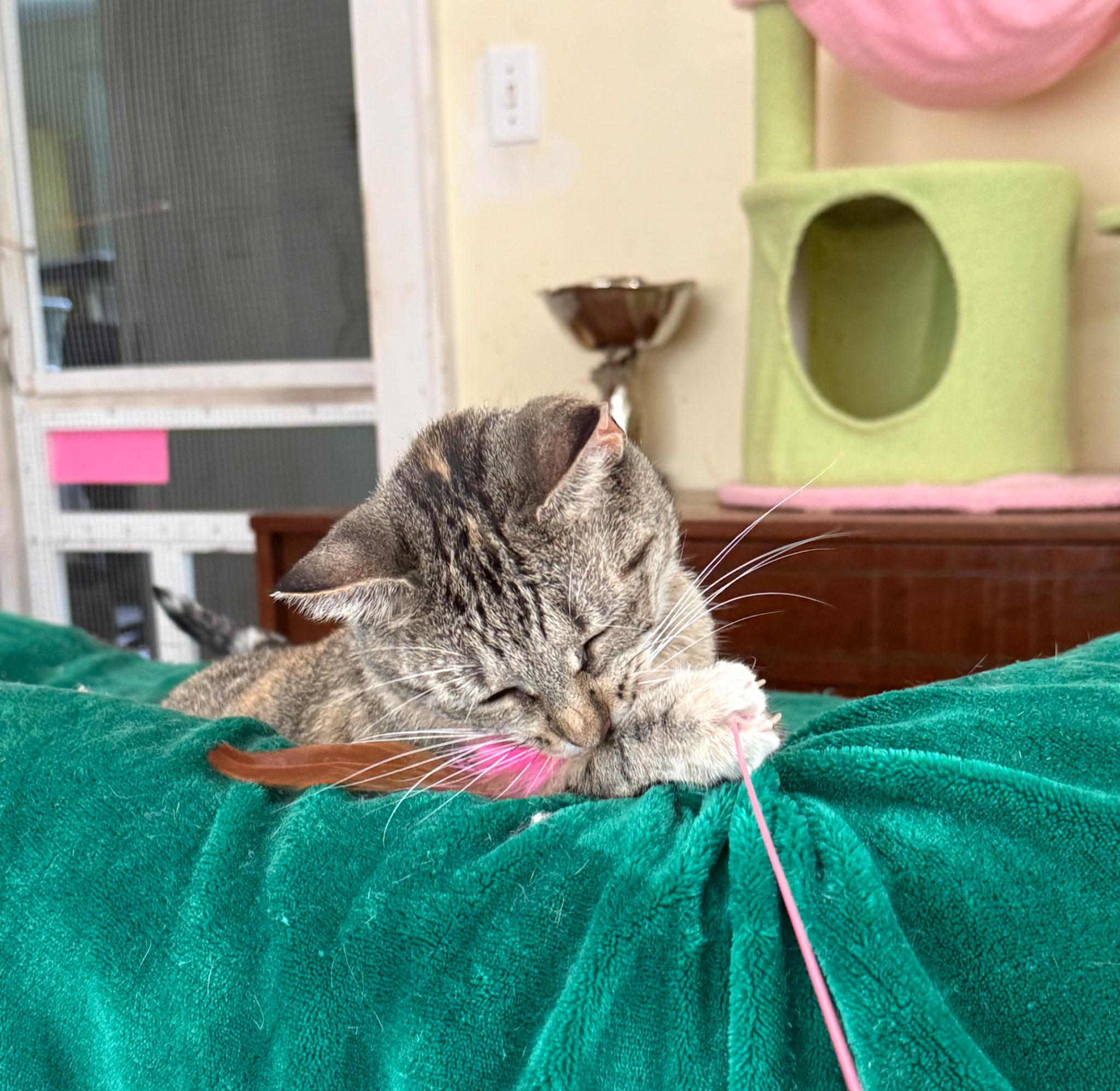 Enlarge Ginger, a ADOPTABLE American Shorthair in Salisbury Mills, NY image 3/3