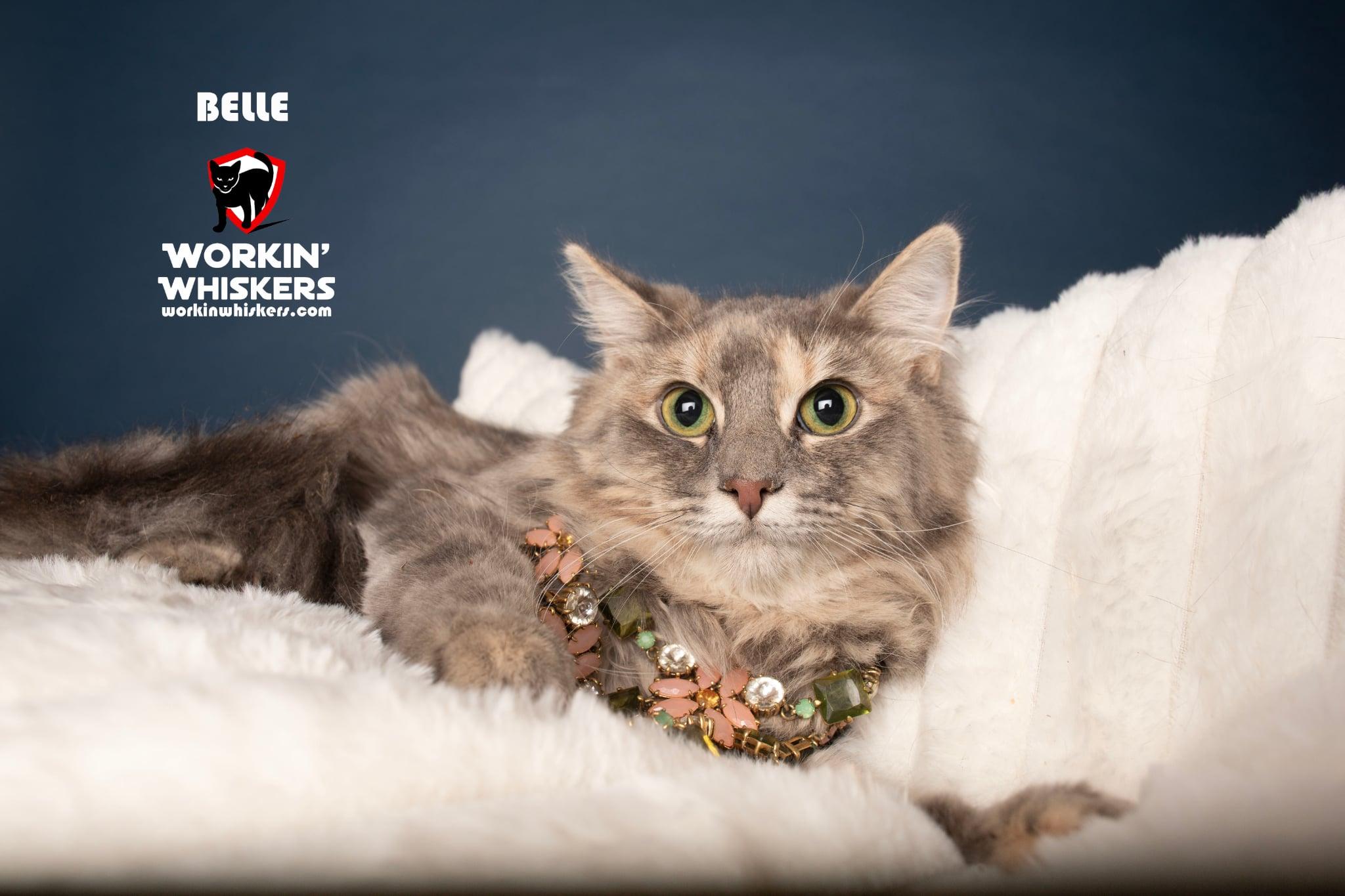 BELLE, adopted, Kitten Female Maine Coon & Domestic Long Hair.