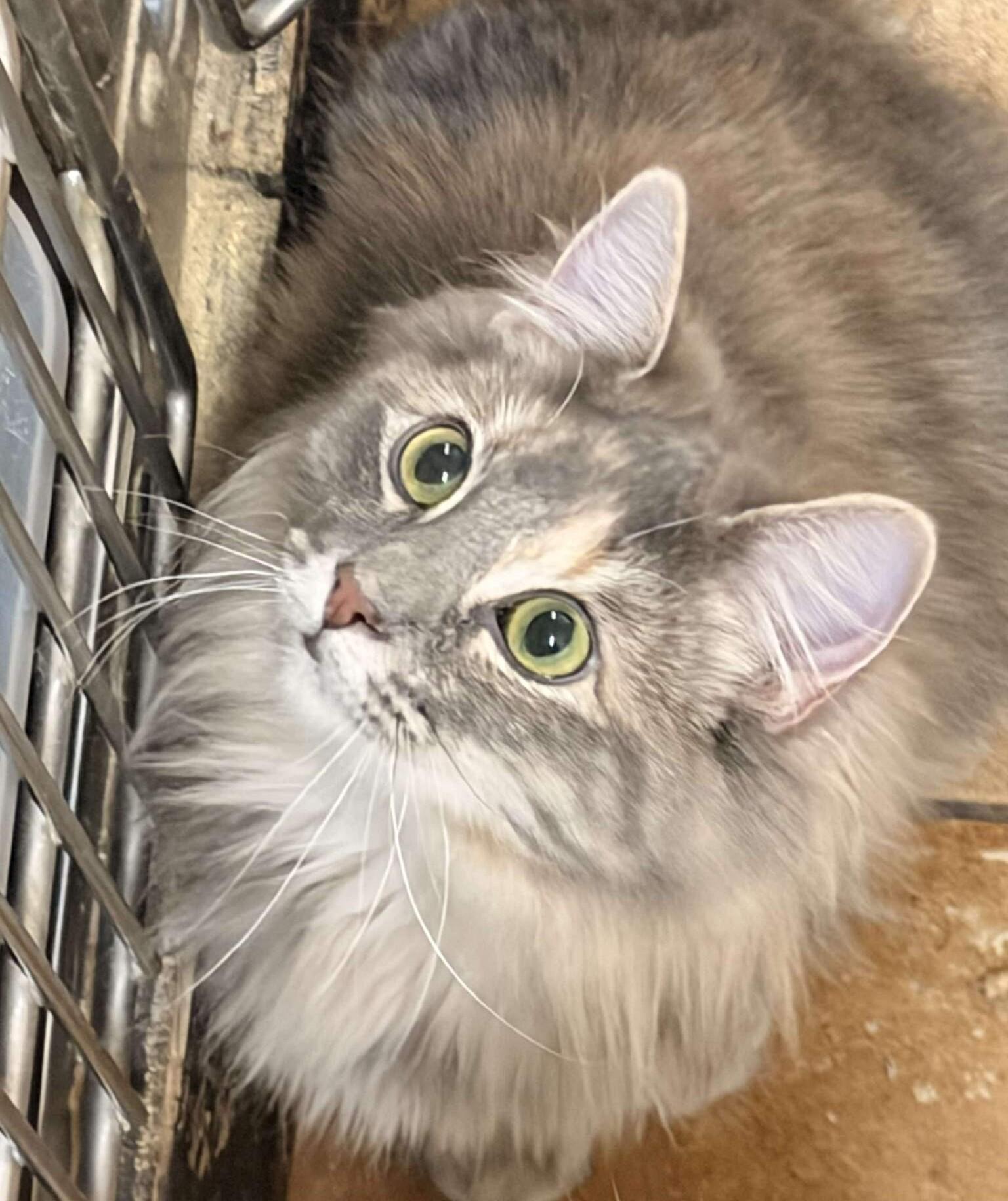 Enlarge BELLE, an adopted mixed breed in Murrieta, CA image 3/6