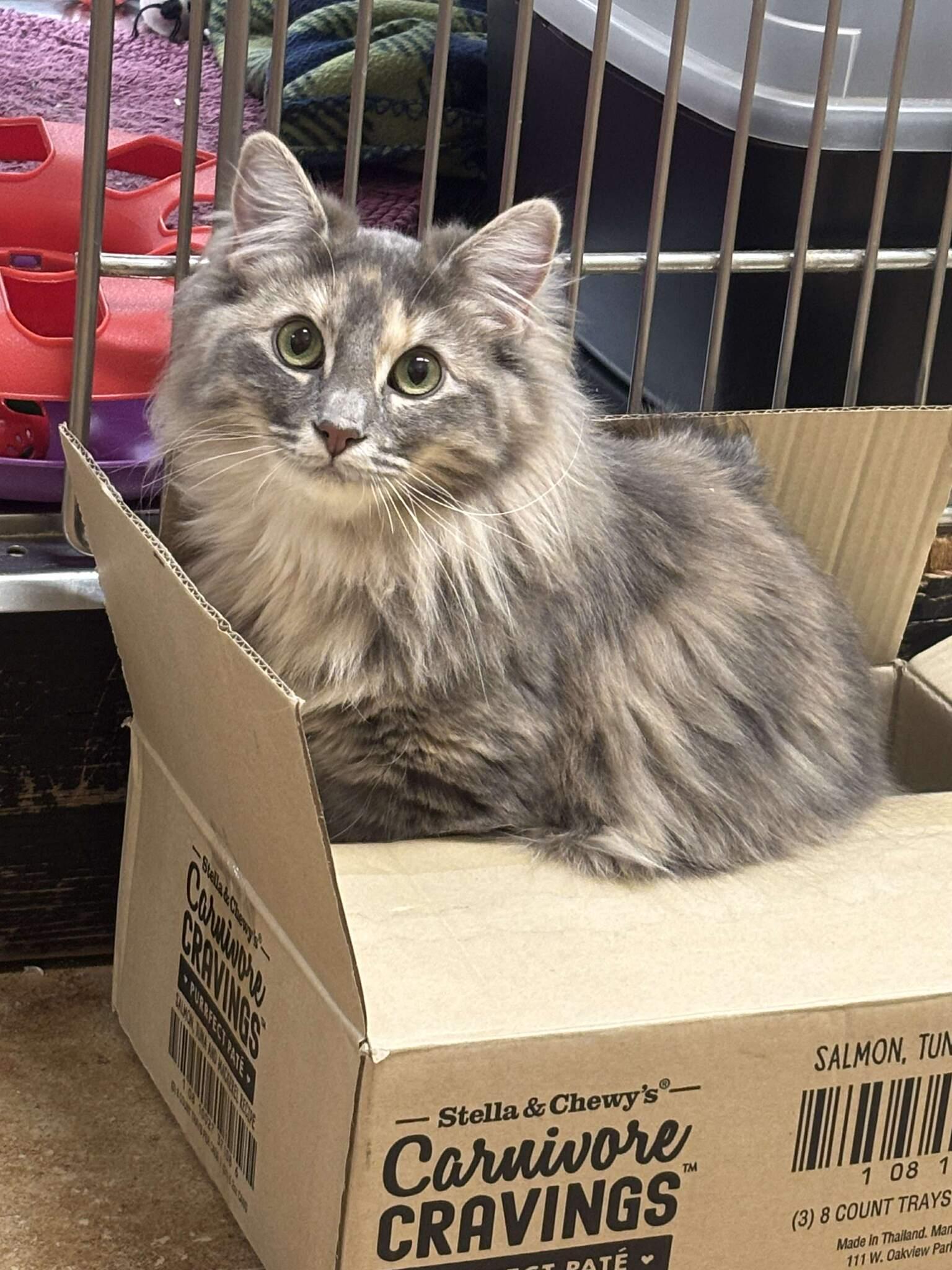 Enlarge BELLE, an adopted mixed breed in Murrieta, CA image 4/6