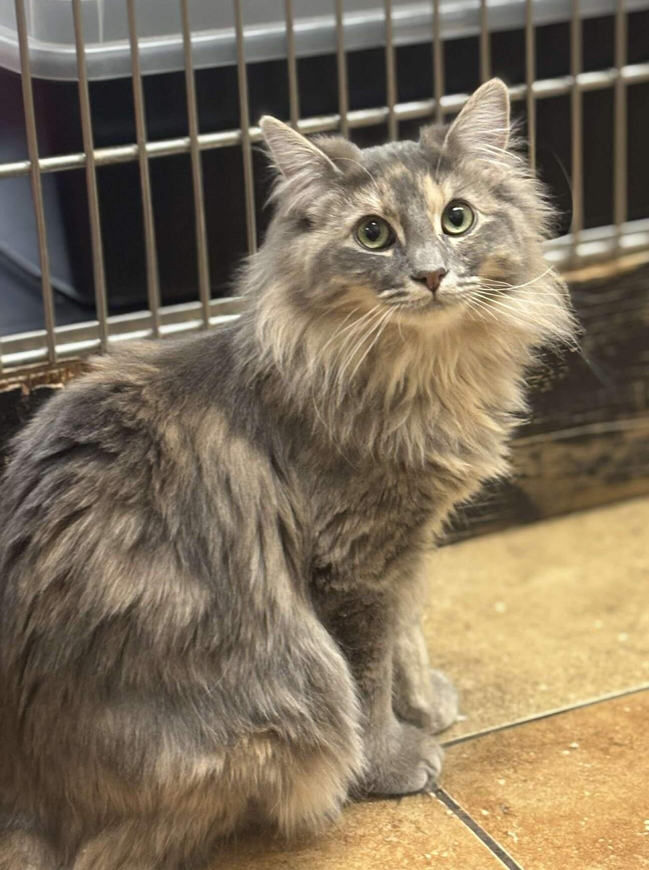 Enlarge BELLE, an adopted mixed breed in Murrieta, CA image 2/6