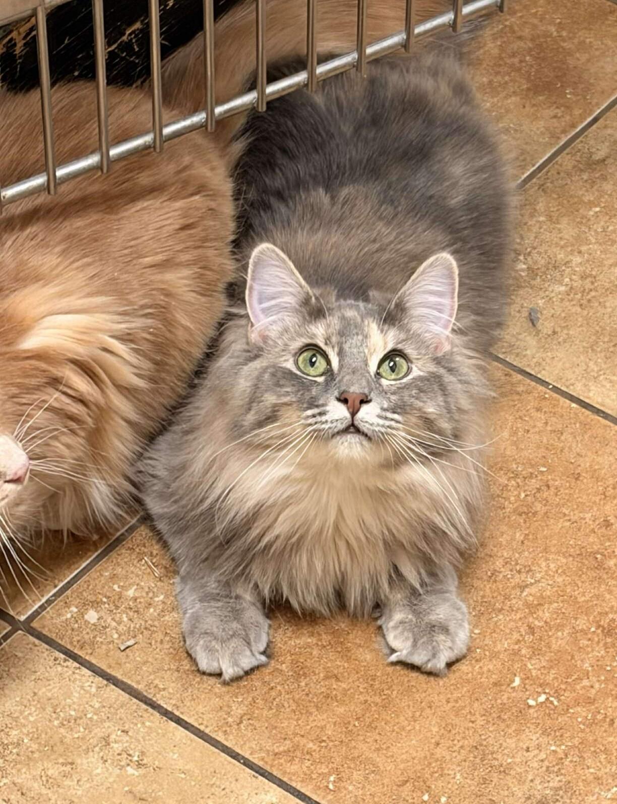 Enlarge BELLE, an adopted mixed breed in Murrieta, CA image 5/6