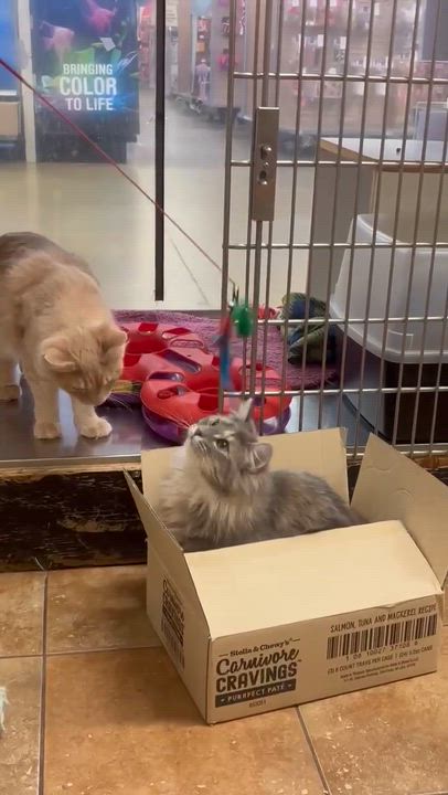 Enlarge BELLE, an adopted mixed breed in Murrieta, CA video 6/6