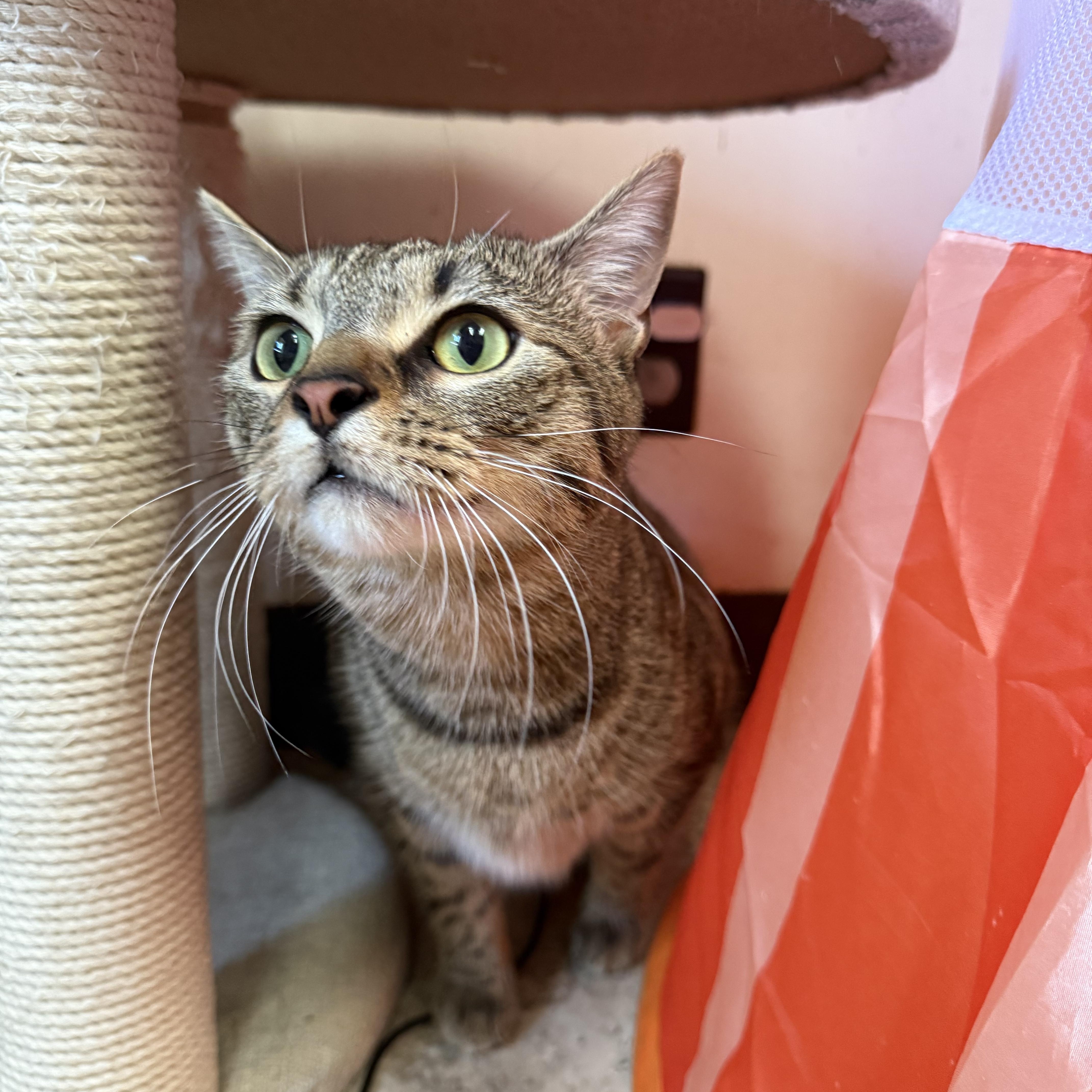 Kevin, adopted, Young Male Domestic Short Hair.