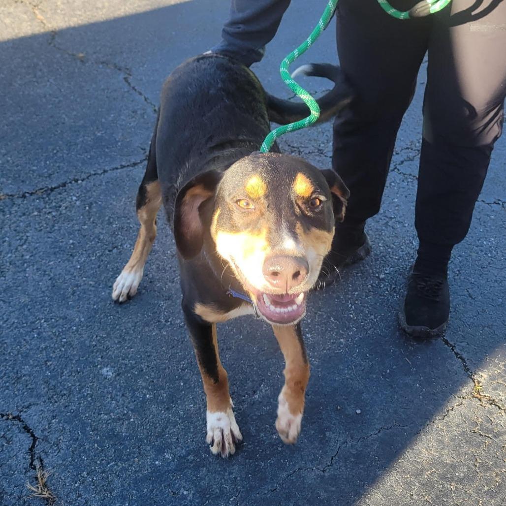 Enlarge Deebo, a Adoptable Labrador Retriever in Chesapeake, VA image 1/1