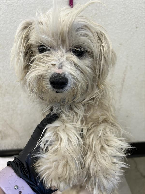 Froyo, Adoptable, Young Male Maltese & Havanese.