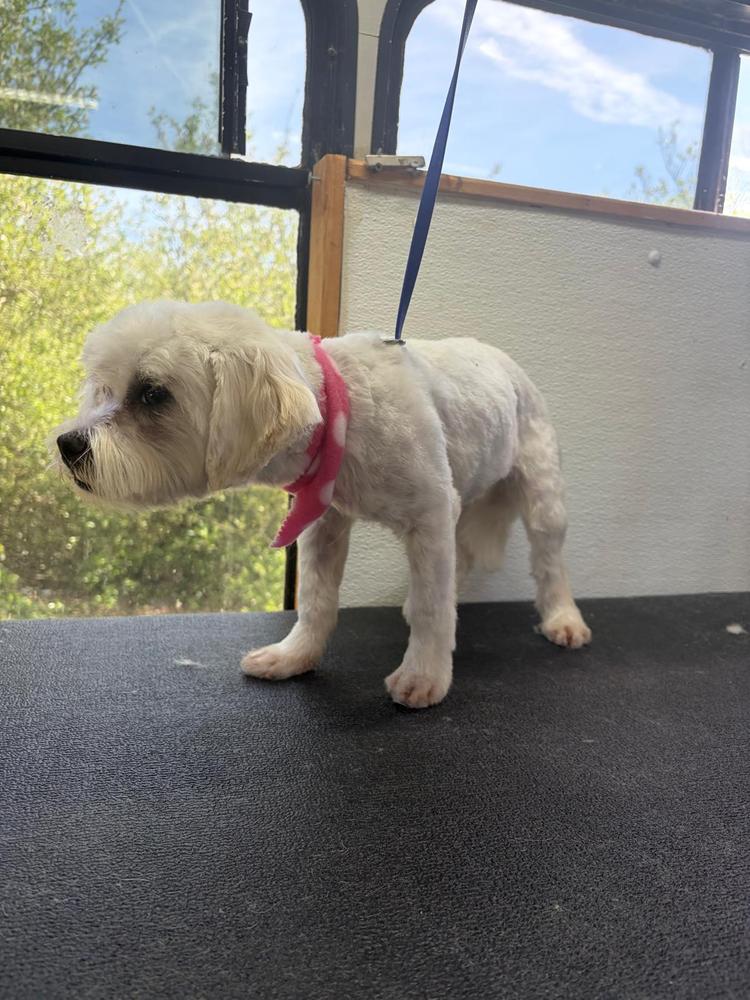 Froyo, a Adoptable mixed breed in Pacifica, CA image 2/3