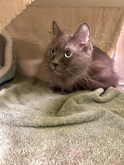 Happy, Adoptable, Senior Female Domestic Medium Hair & Domestic Short Hair.