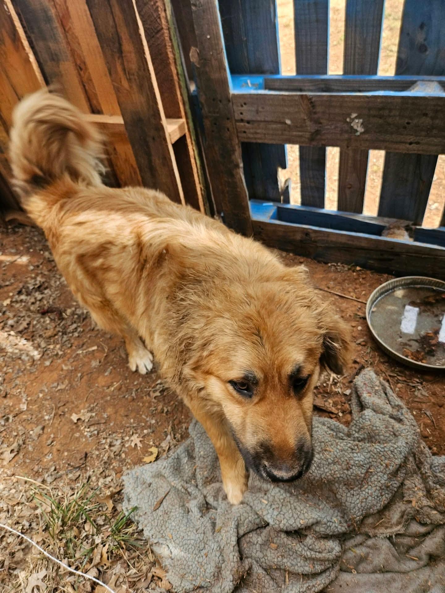 Enlarge Fluffy, a Adoptable mixed breed in Noble, OK image 3/3