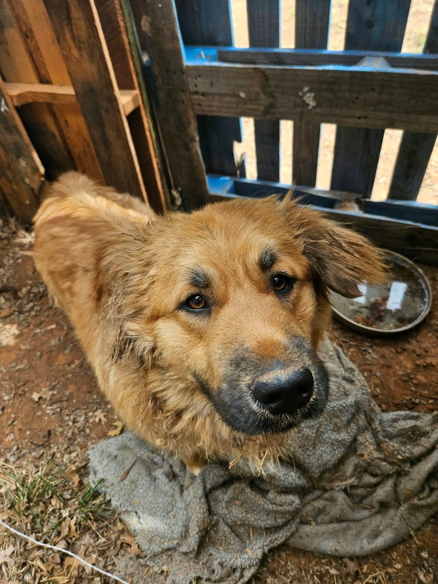 Enlarge Fluffy, a Adoptable mixed breed in Noble, OK image 2/3