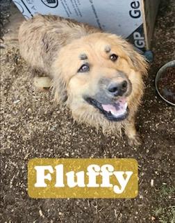 Fluffy, Adoptable, Adult Male Black Mouth Cur & Retriever.