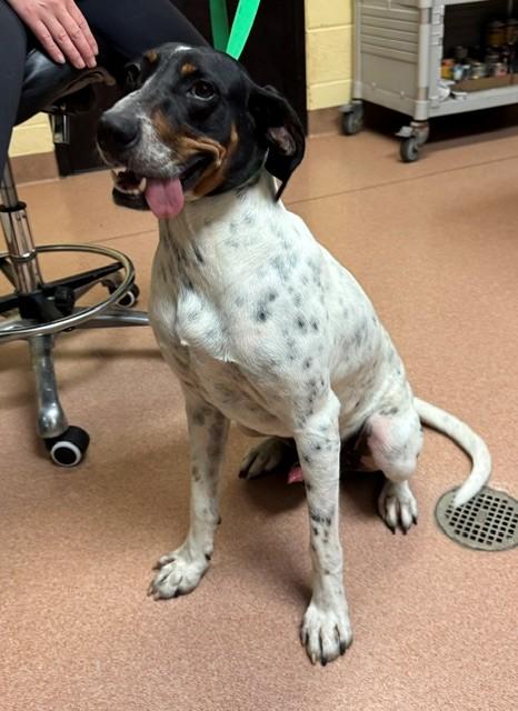 Enlarge KURT, a Adoptable mixed breed in Cookeville, TN image 1/1
