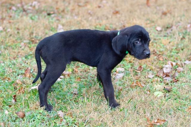 PUPPY COLEMAN, Adopted, Puppy Male Catahoula Leopard Dog.